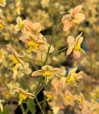 Epimedium x warleyense 'Orange Queen' - Barrenwort from Pleasant Run Nursery