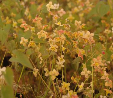 Epimedium x warleyense 'Orange Queen' - Barrenwort from Pleasant Run Nursery