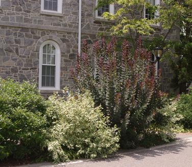 Cotinus coggygria Royal Purple (Scott Arb)