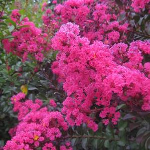 Lagerstroemia x Pink Velour™