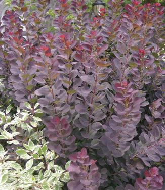 Cotinus coggygria Royal Purple (@ Scott Arb)