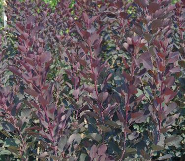 Cotinus coggygria Royal Purple