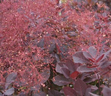 Cotinus coggygria 'Royal Purple' 