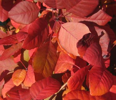 Cotinus coggygria 'Royal Purple' - Smokebush (Fall Color)