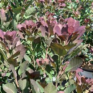 Cotinus coggygria The Velvet Fog®