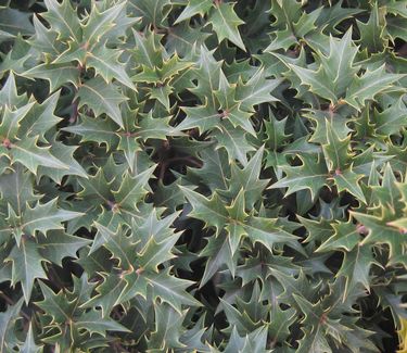 Osmanthus heterophyllus 'Gulftide' - Holly Tea Olive 