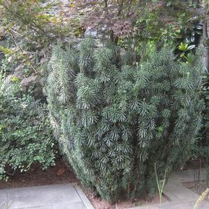 Cephalotaxus harringtonia Fastigiata