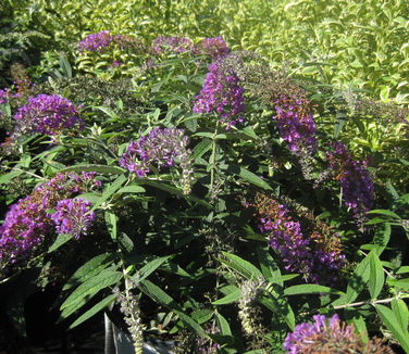 Buddleia x Low & Behold 'Purple Haze' - Butterfly Bush