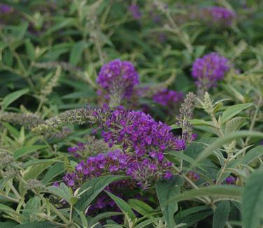 Buddleia x Low & Behold 'Purple Haze' - Butterfly Bush