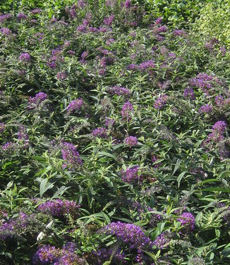 Buddleia x Low & Behold 'Purple Haze' - Butterfly Bush