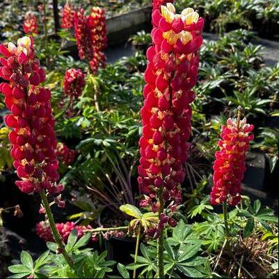 Lupine polyphyllus Westcountry™ 'Tequila Flame'