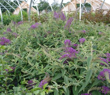 Buddleia x Lo & Behold 'Purple Haze'