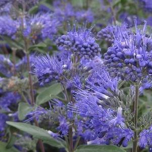 Caryopteris x clandonensis Dark Knight