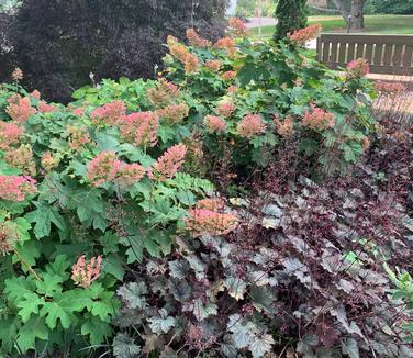 Hydrangea quercifolia 'Ruby Slippers' - Oakleaf Hydrangea from Pleasant Run Nursery