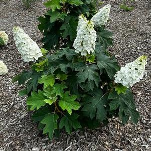 Hydrangea quercifolia Queen of Hearts