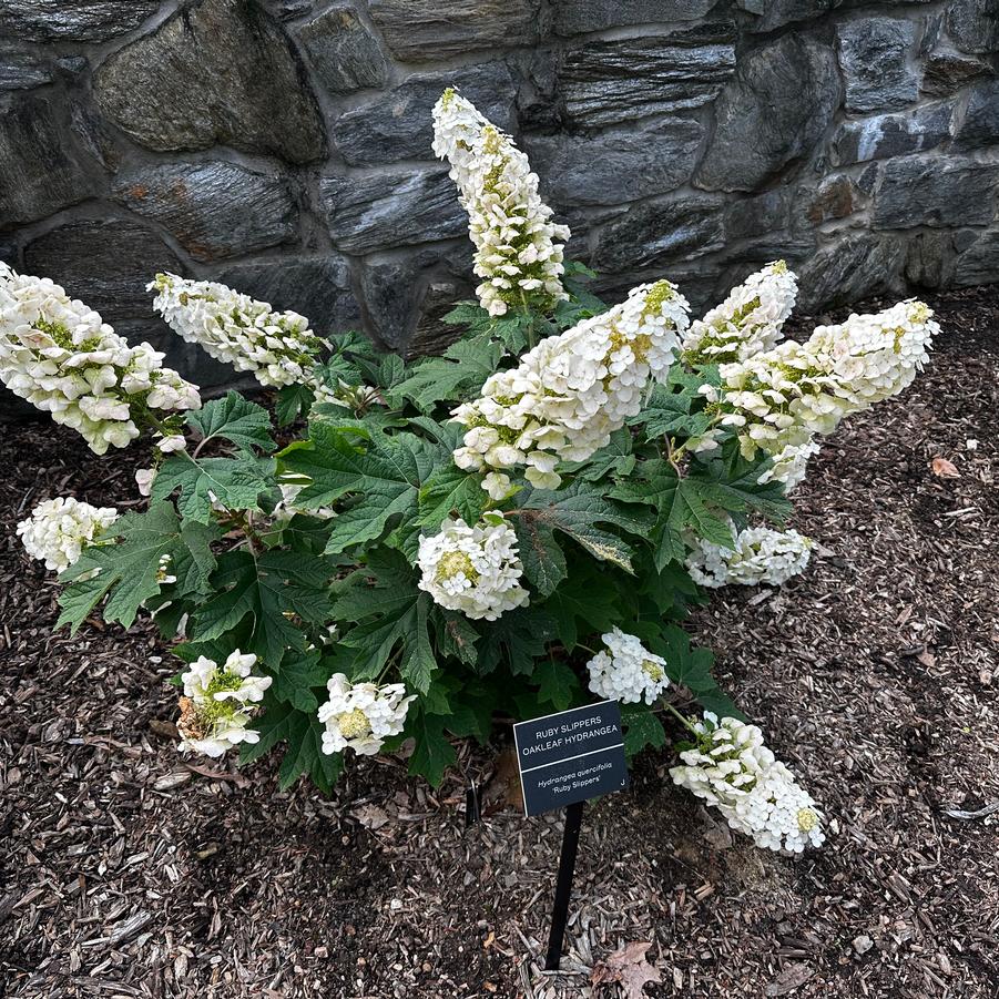 Hydrangea quercifolia Ruby Slippers