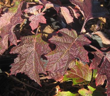 Hydrangea quercifolia Ruby Slippers (fall color)