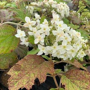 Hydrangea quercifolia Snowcicle