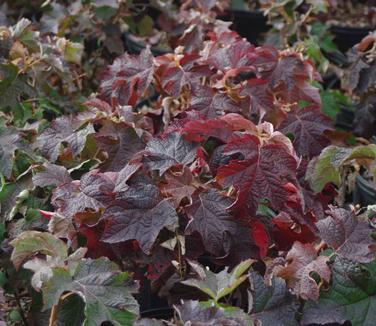 Hydrangea quercifolia Ruby Slippers 