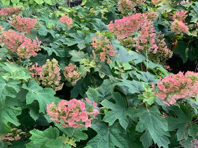 Hydrangea quercifolia Ruby Slippers