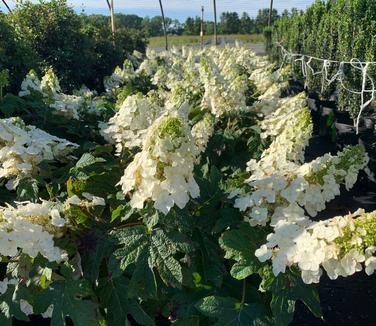 Hydrangea quercifolia 'Ruby Slippers' - Oakleaf Hydrangea from Pleasant Run Nursery