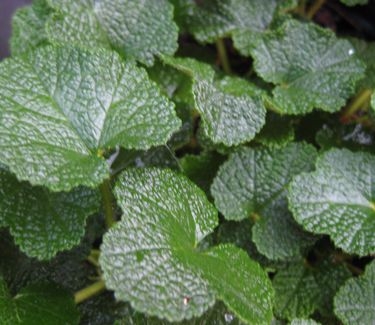 Rubus calycinoides - Creeping Raspberry