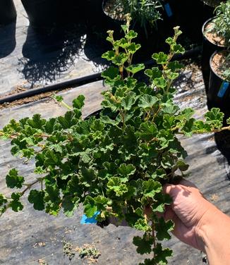 Rubus calycinoides - Creeping Raspberry