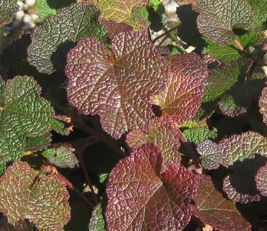 Rubus calycinoides (fall color)