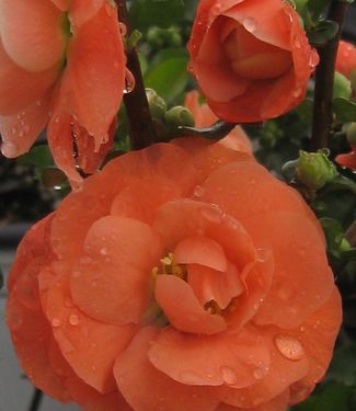 Chaenomeles Double Take™ 'Orange Storm' 