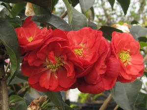 Chaenomeles Double Take™ 'Scarlet Storm' - Floweringquince