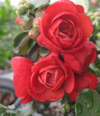 Chaenomeles Double Take™ 'Scarlet Storm' 