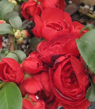 Chaenomeles Double Take™ 'Scarlet Storm'