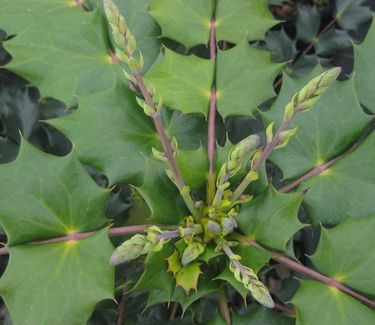 Mahonia japonica 