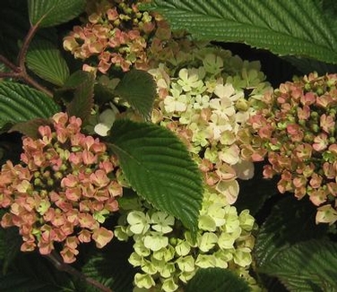 Viburnum plicatum Kern's Pink