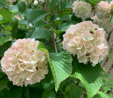 Viburnum plicatum Kern's Pink 