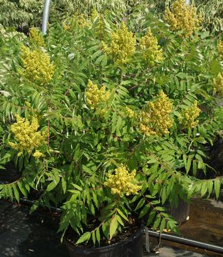 Rhus glabra - Smooth Sumac