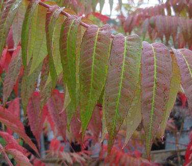 Rhus glabra - Smooth Sumac (fall color)