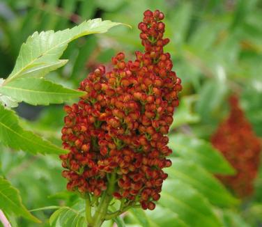 Rhus glabra 