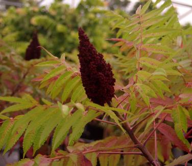 Rhus glabra - Smooth Sumac