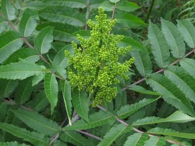 Rhus glabra 