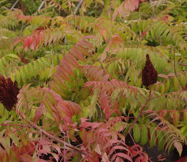 Rhus glabra - Smooth Sumac