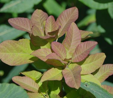 Cotinus obovatus 