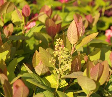 Cotinus obovatus - American Smoketree