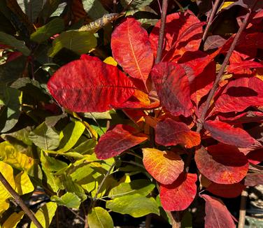 Cotinus obovatus - American Smoketree from Pleasant Run Nursery