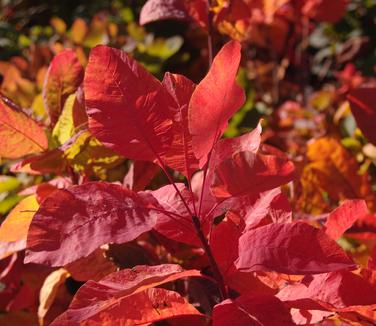 Cotinus obovatus