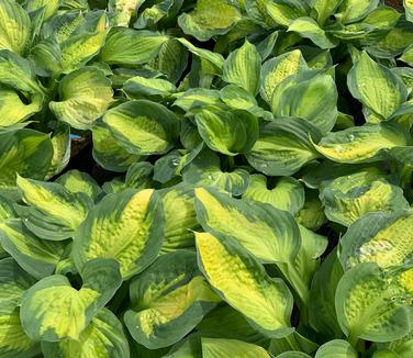 Hosta 'Captain Kirk' - Plantain Lily from Pleasant Run Nursery