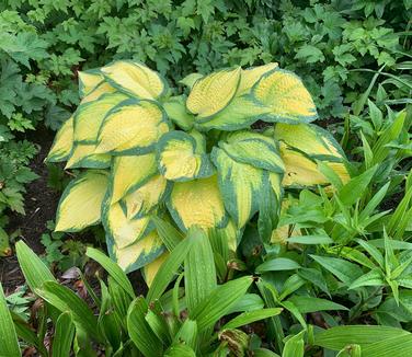 Hosta 'Captain Kirk' - Plantain Lily from Pleasant Run Nursery