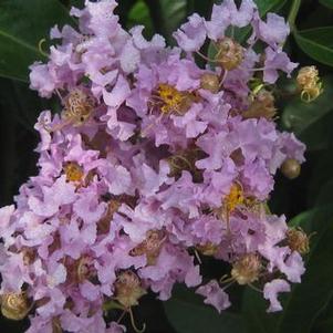 Lagerstroemia x Muskogee