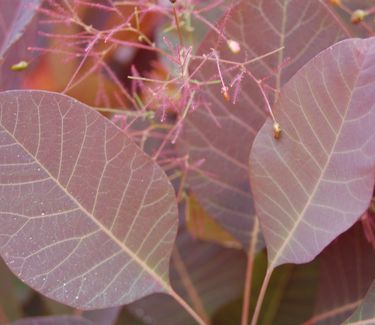 Cotinus x 'Grace' - Smoketree 