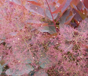 Cotinus x 'Grace' - Smoketree 